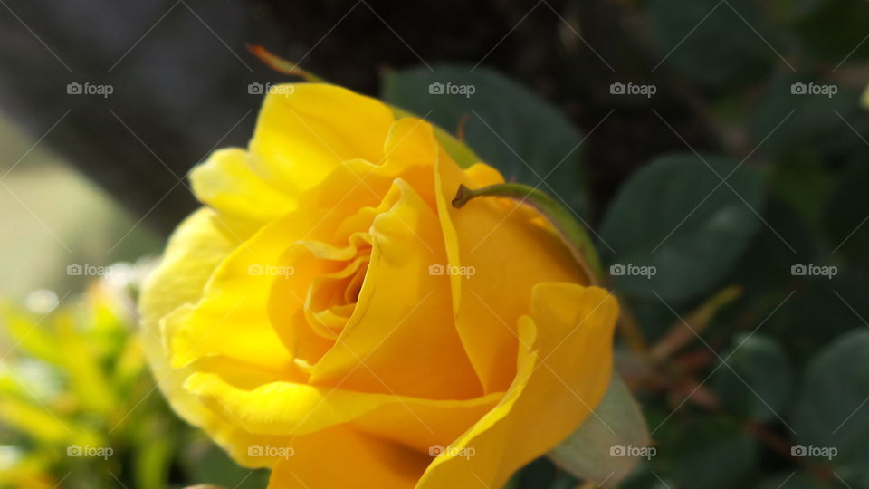 Perfect yellow rose