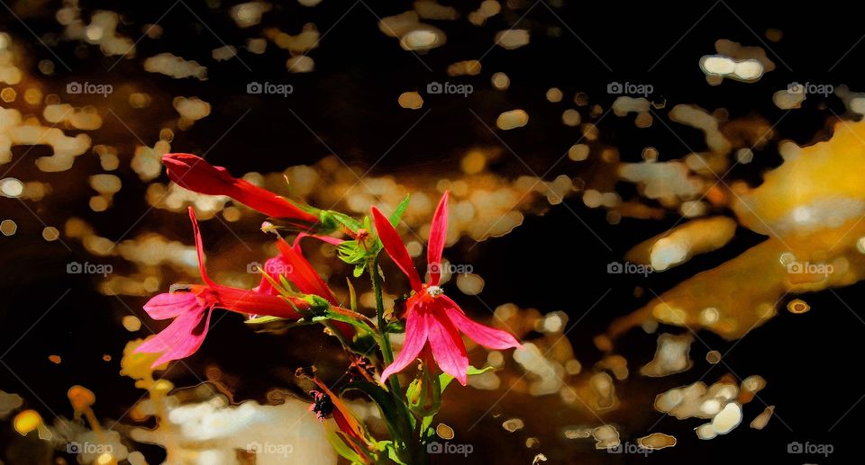 Cardinal flowers