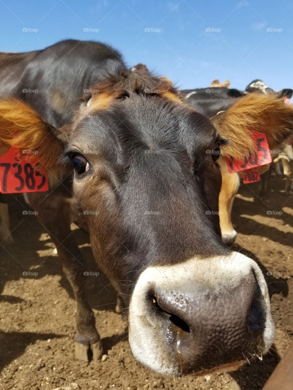 up close dairy cow