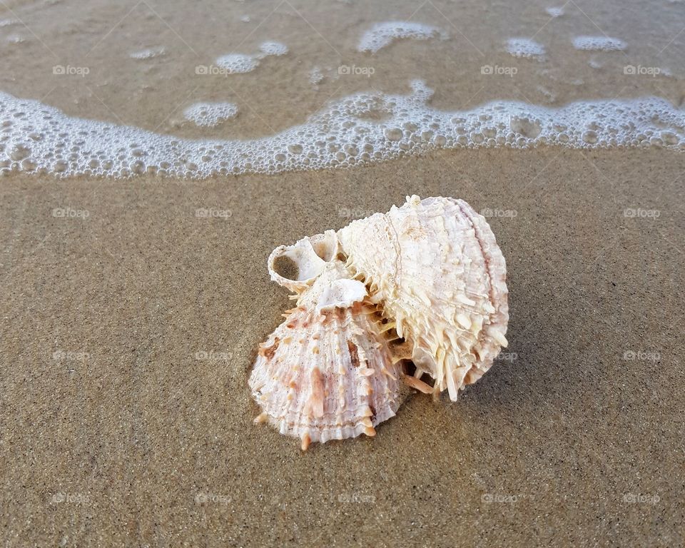 Seashell on sandy beach and waves rushing