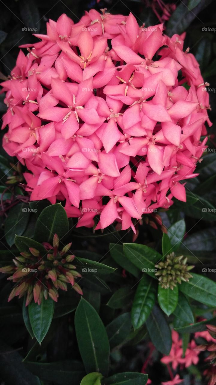 Ixora sp (bunga soka)