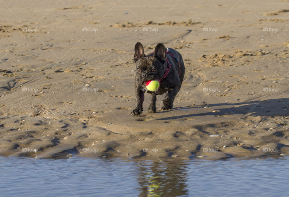 Dog carrying ball in mouth