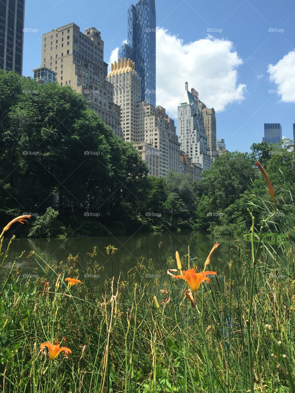 View of New York through Central Park