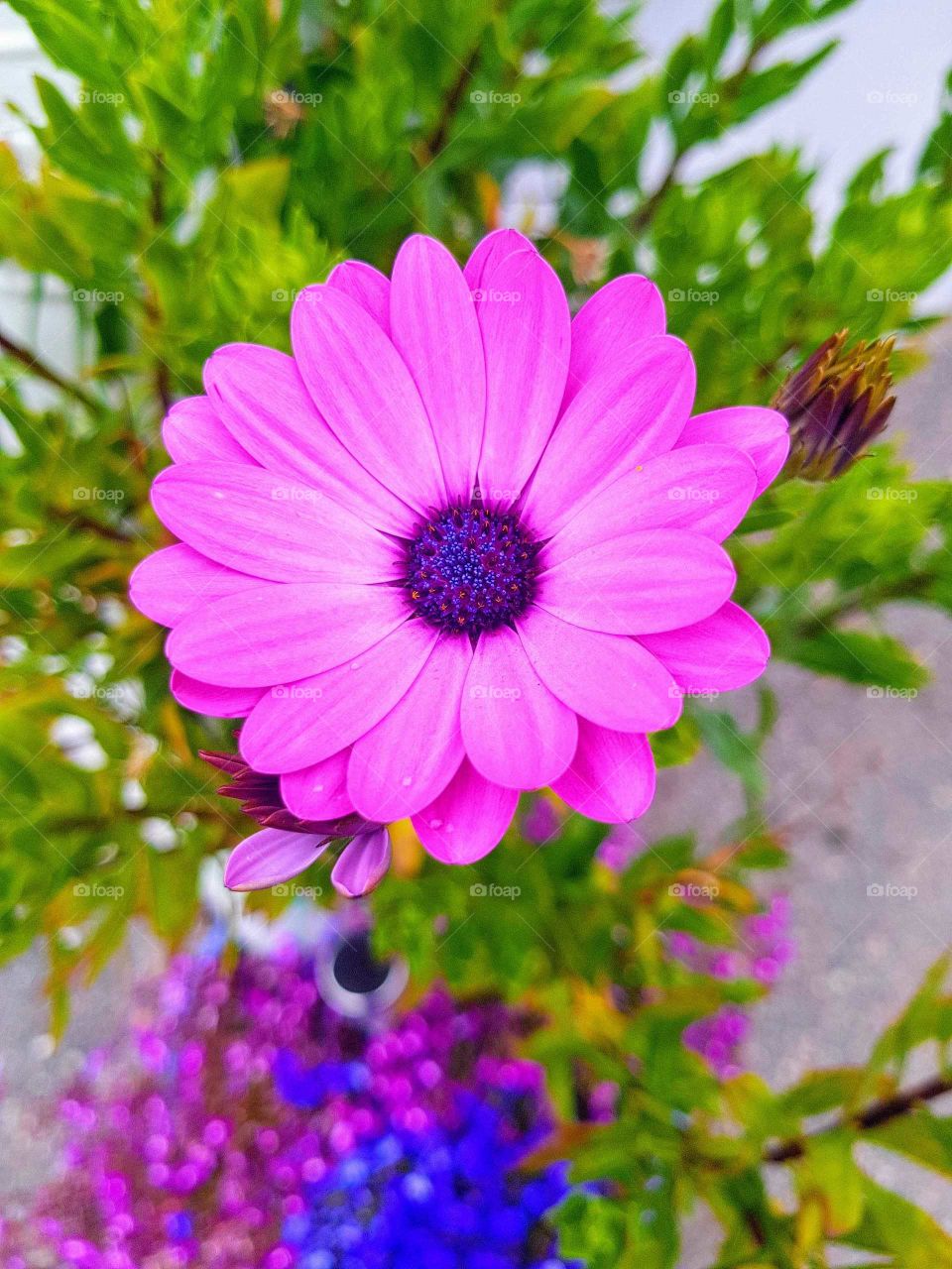 Pink flower