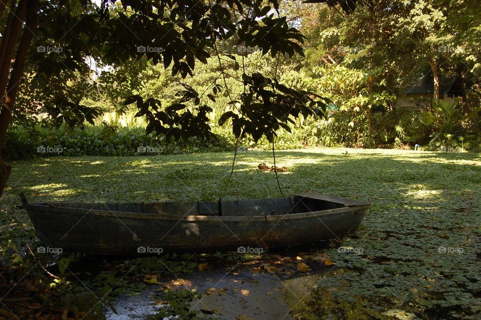 Rowing boat in a pond
