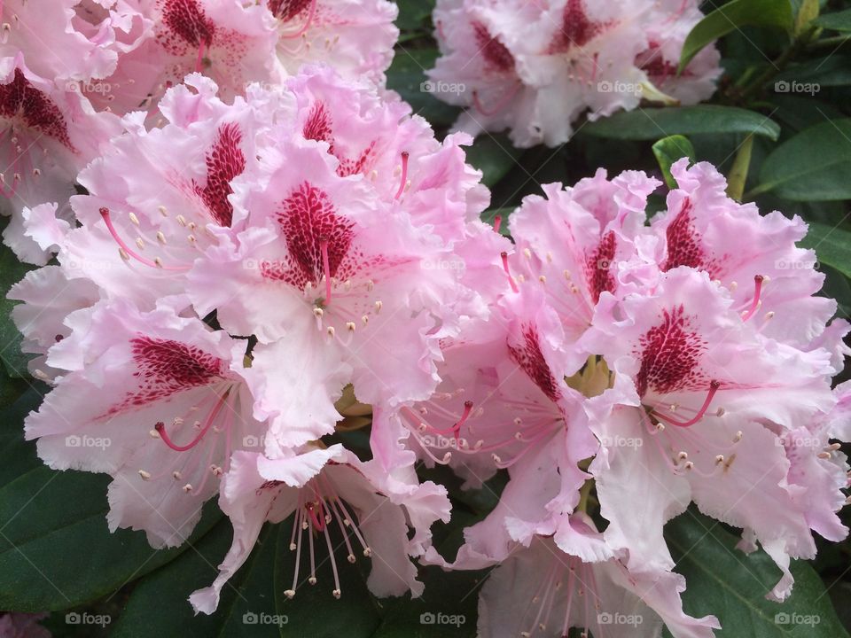 Flowers catched during a walk 