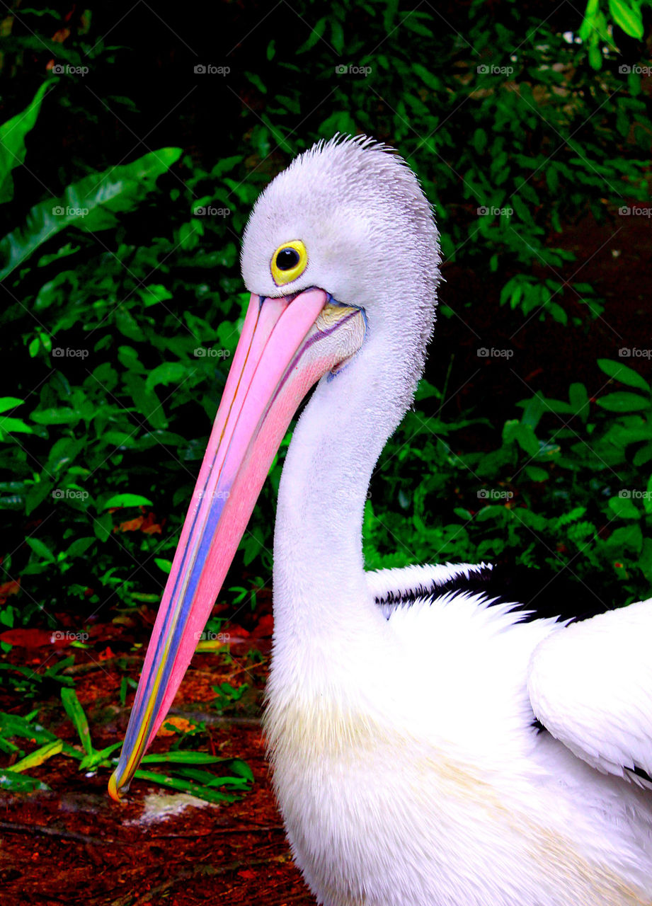 Pelican