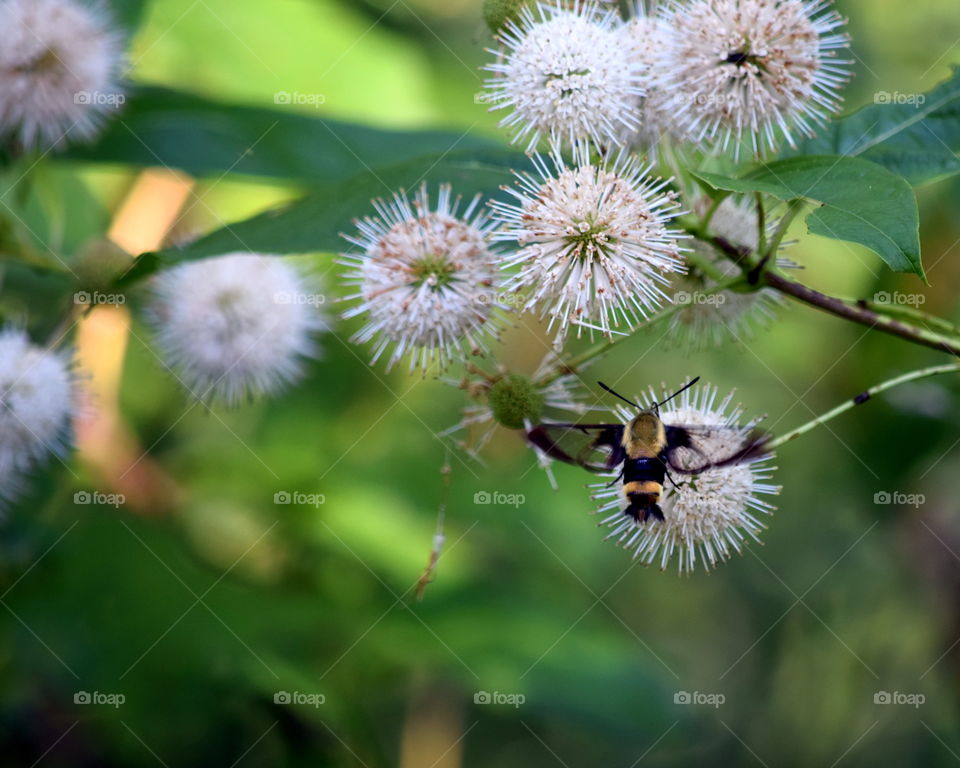 Hummingbird Moth