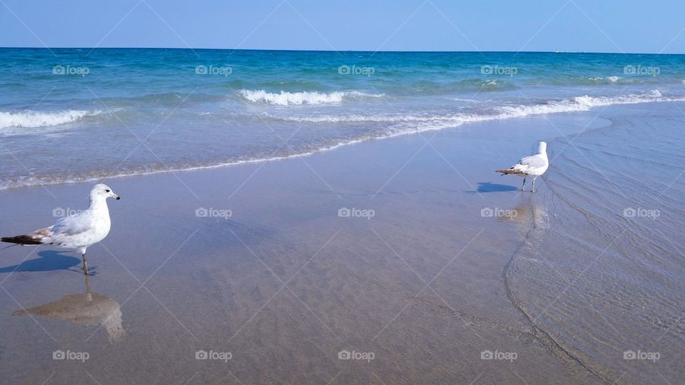 Two seagulls at the beach