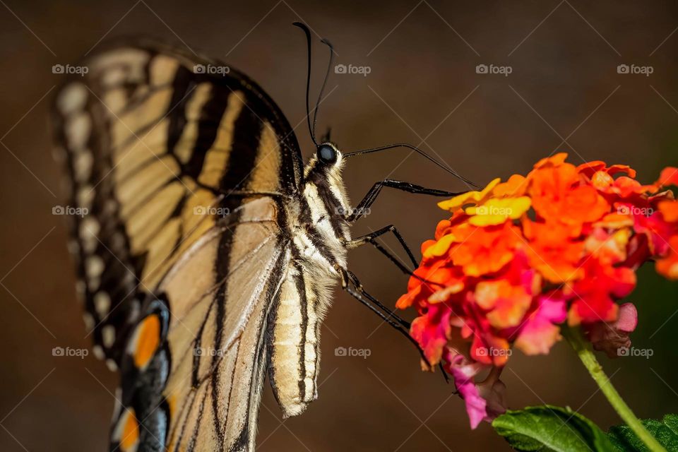 A happy female Eastern Tiger Swallowtail nectaring on vividly colored Lantana blooms. Raleigh, North Carolina. 