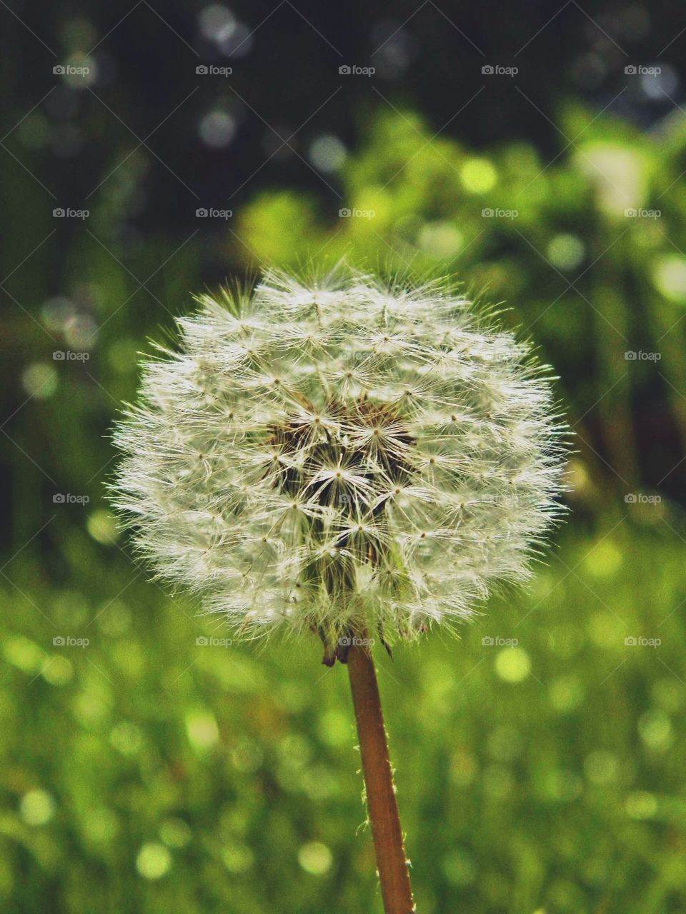 dandelion