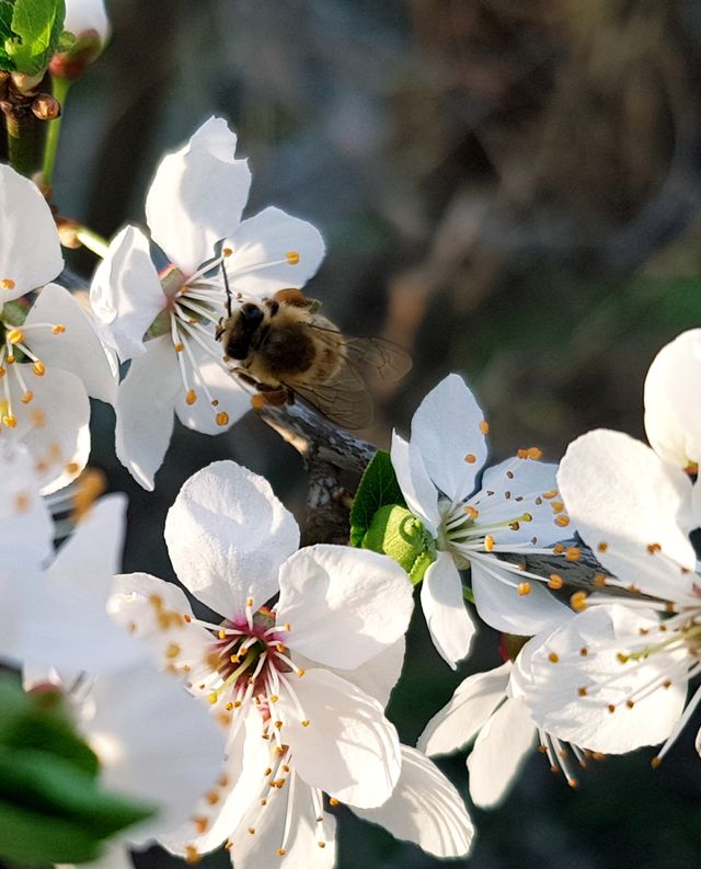 spring