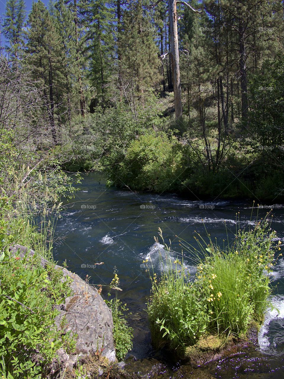 A lush green bush tipped with yellow flowers growing on a large boulder in Central Oregon’s beautiful Metolius River with its blue and turquoise waters on a bright sunny summer afternoon. 