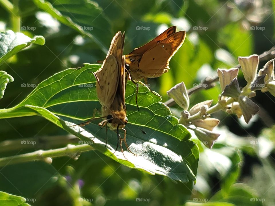 Female and male fiery skipper butterflies in the ritual of courting and mating