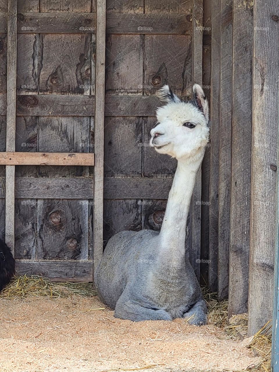 Bored Looking Alpaca Sitting in a Barn