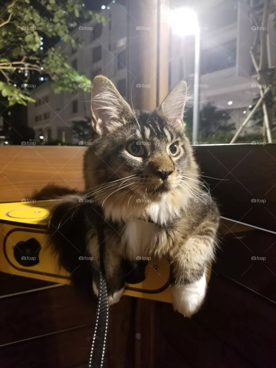 Longing Cat