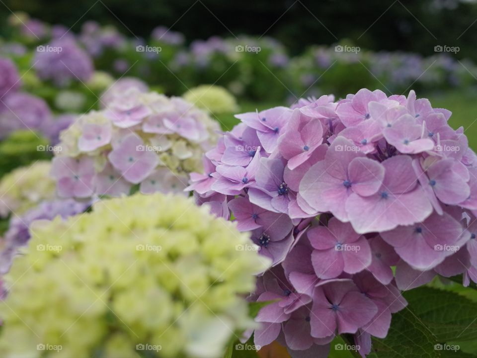hydrangea