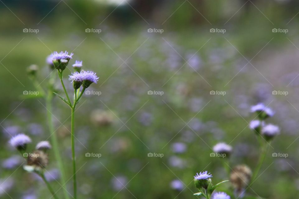 Grass flowers