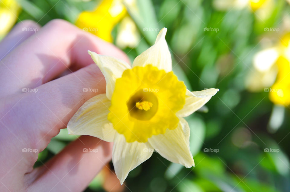 daffodils in the sun ☀️