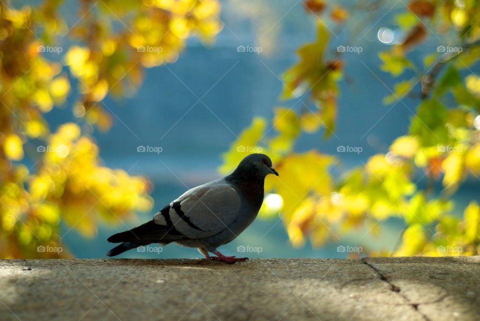 ground bird fly pigeon by christofferv