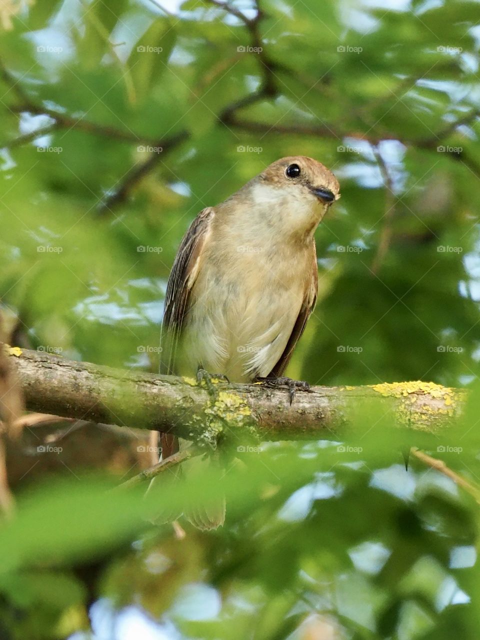 Flycatcher in the acacia tree