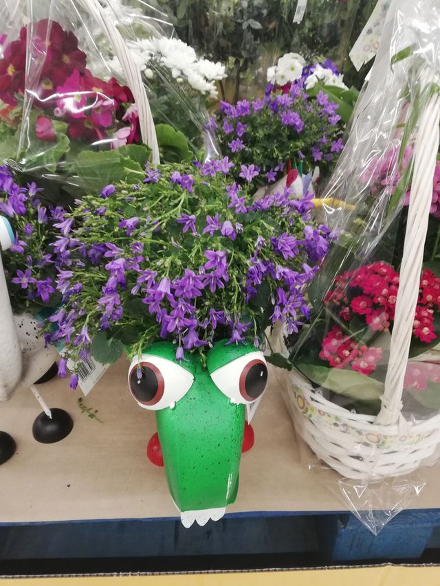 flo