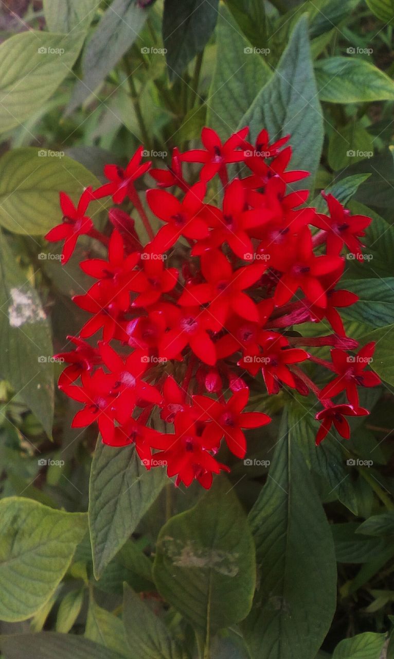 Red beautiful tropical flower in closeup.
It is Graffiti Rose Flower
