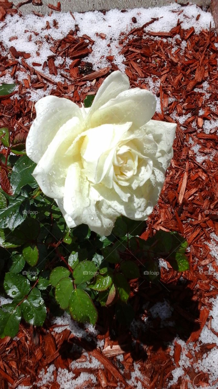 hail rose