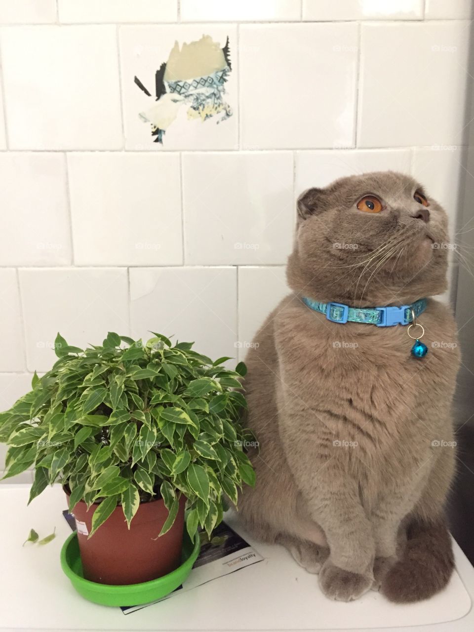 I don’t even look at your ficus and i didn’t drop the violets.