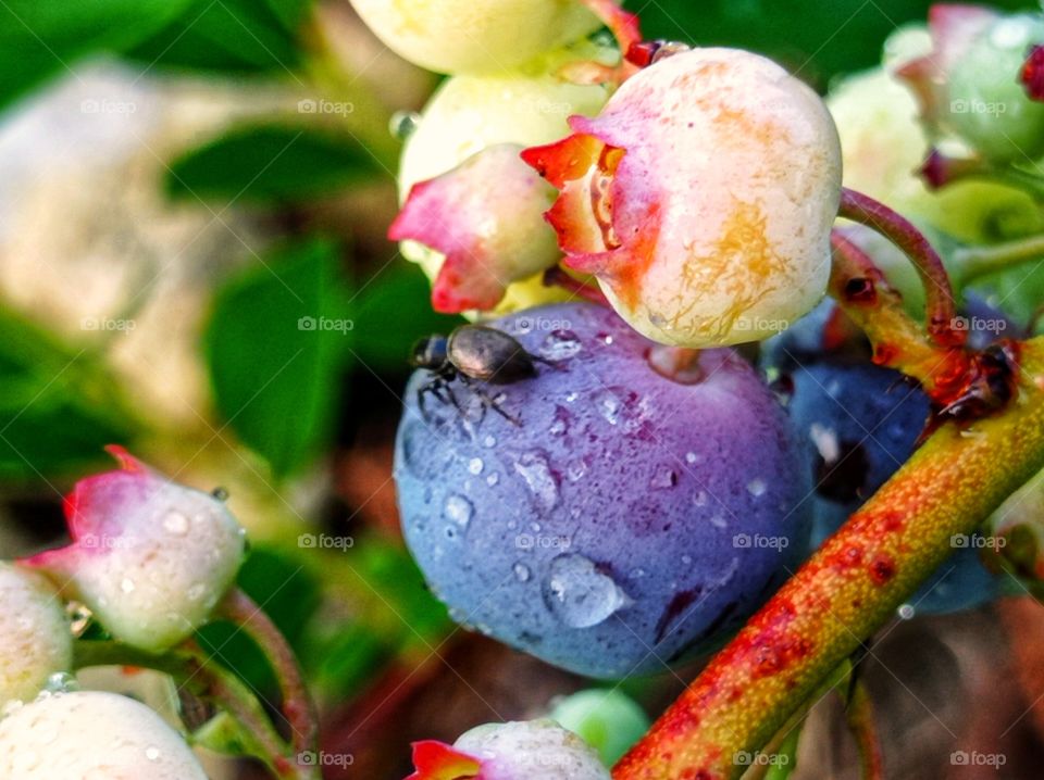 a black spider on a blueberry berry.