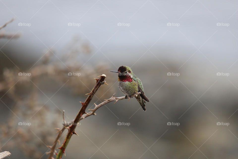 Anna’s hummingbird with colourful  attire on a grey day 