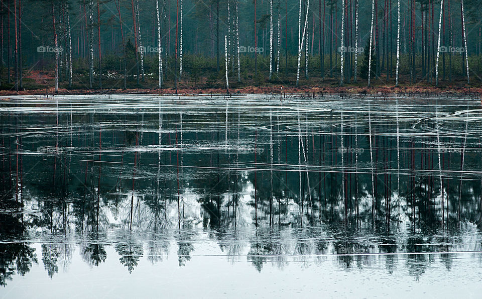 Forest trees reflection in water of lake