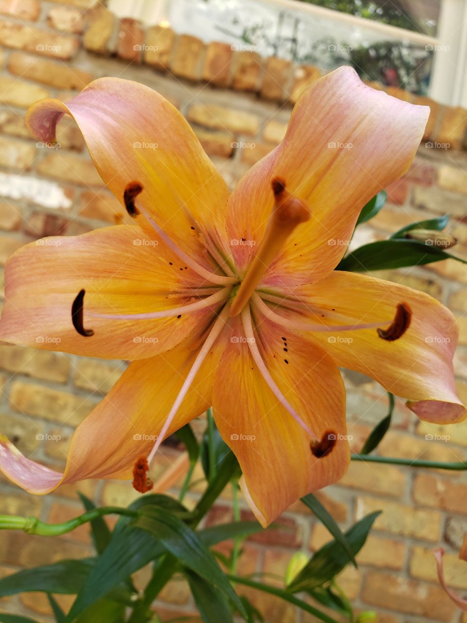 peach color lily curled petals summer bloom
