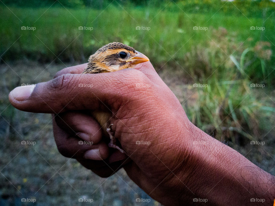 A Cute juvenile of streaked weaver is attacked by some predator and it got injured.. We just helped her to go to her nest safely.. Do support nature