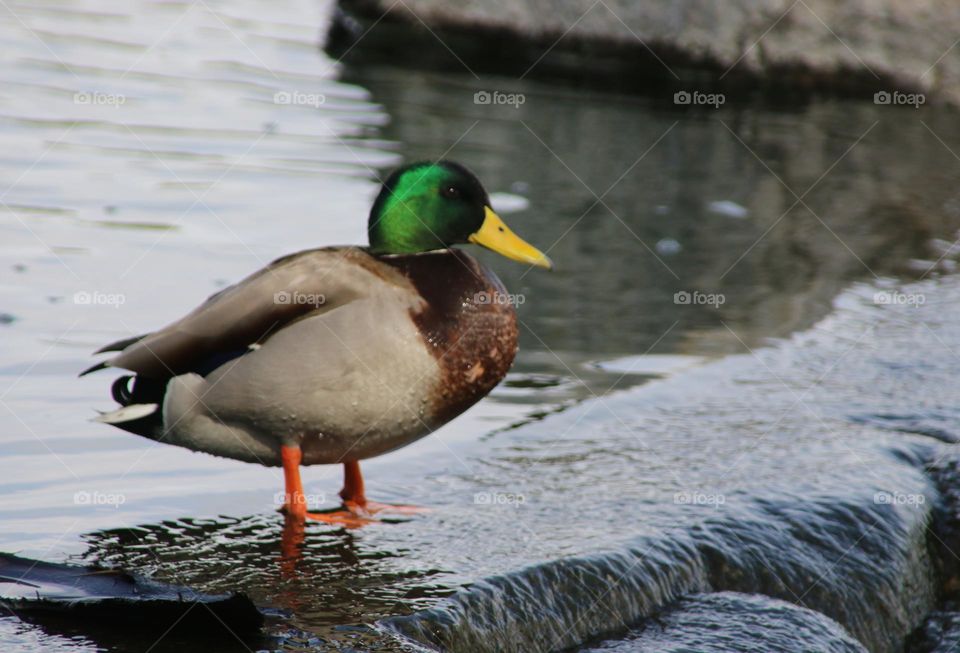 Mallard Duck at the Waterfall
