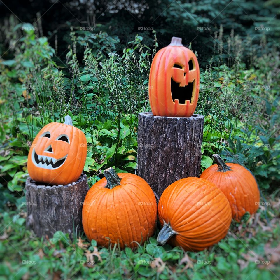 Halloween pumpkin patch 