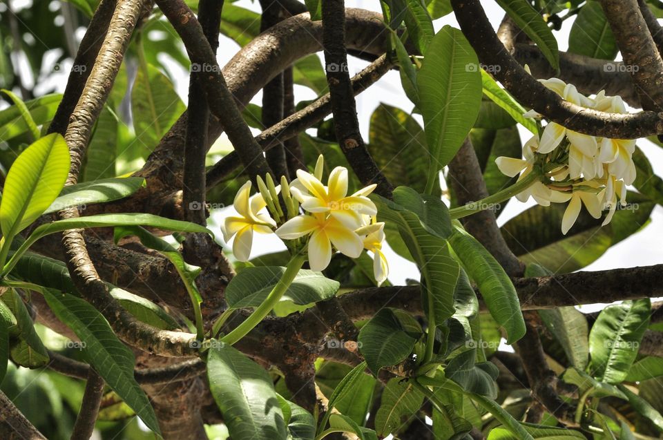 Nature, Tropical, Flora, Leaf, Tree