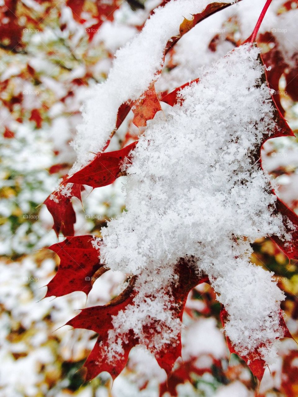 Close-up of snowy leaf