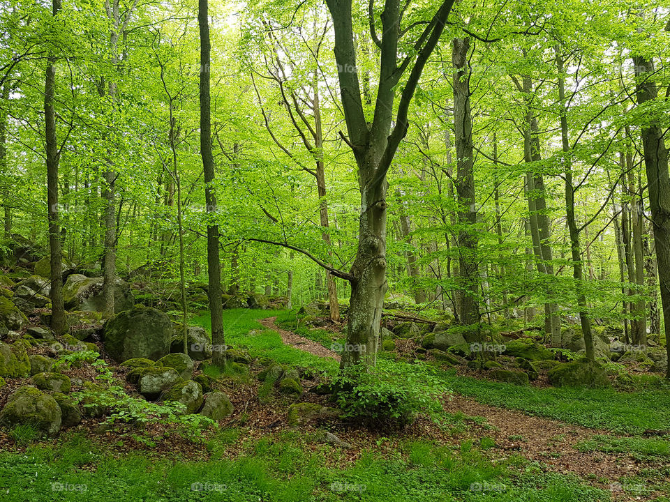 Spring, Blekinge, Sweden