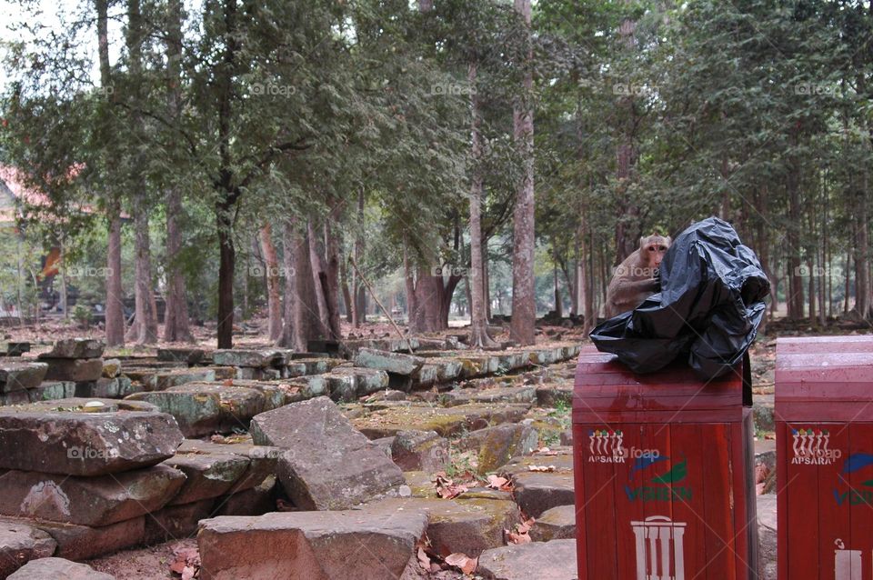 Camboya Angkorwat Monkey