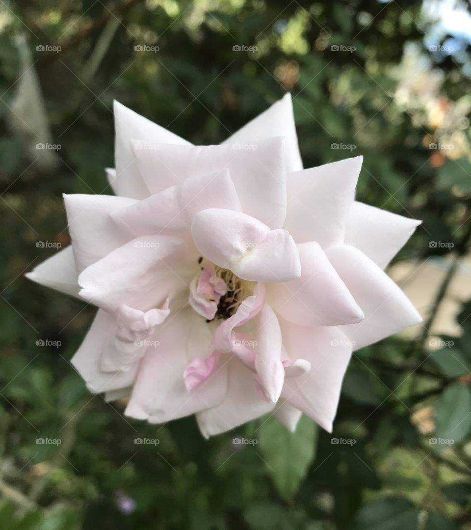 Rosa hybrida.