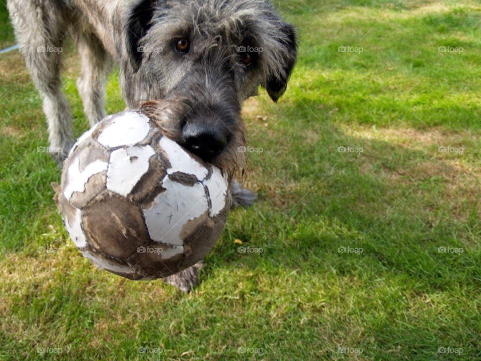 sommar dog hund garden by kalubro