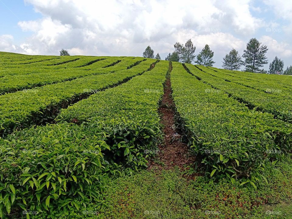 tea plantation