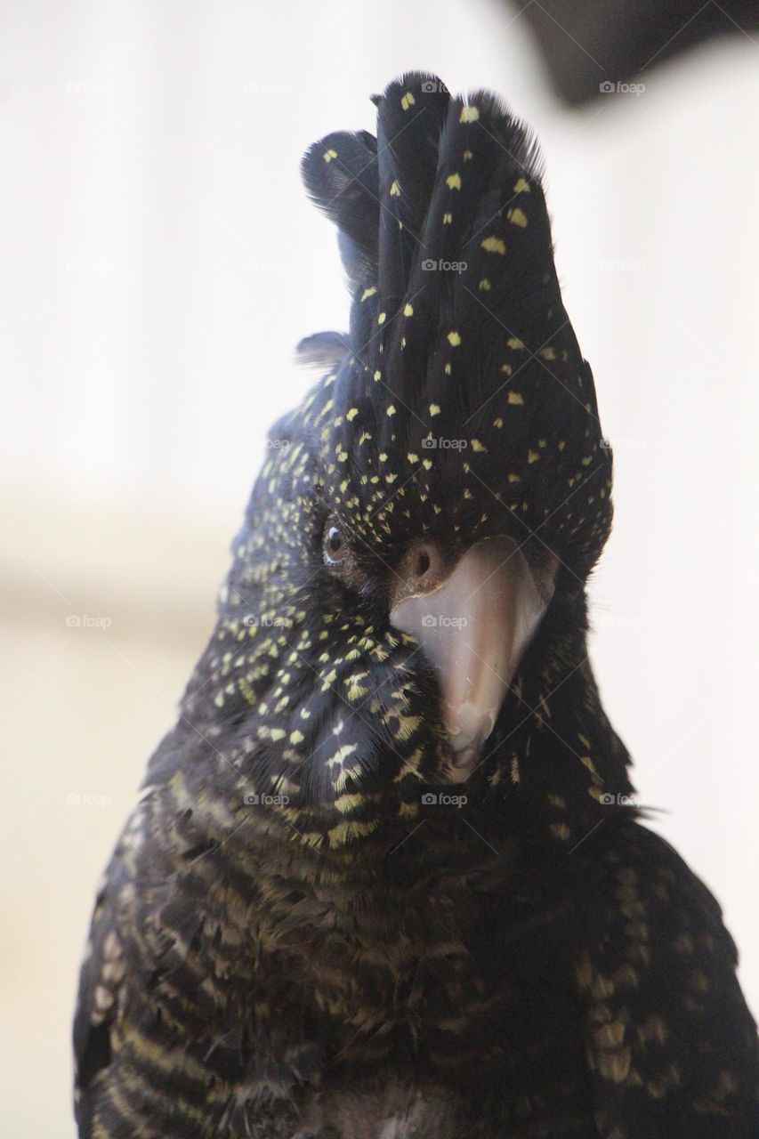 A female black cockatoo, bedazzled with small yellow gemstone like feathers, her eyes glinting with sunlight