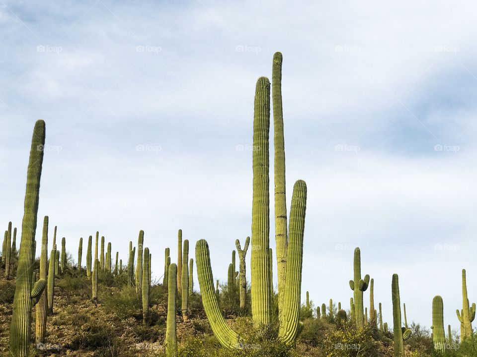 Nature - Desert Landscape 