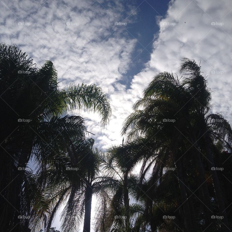 Clouds through the Palms