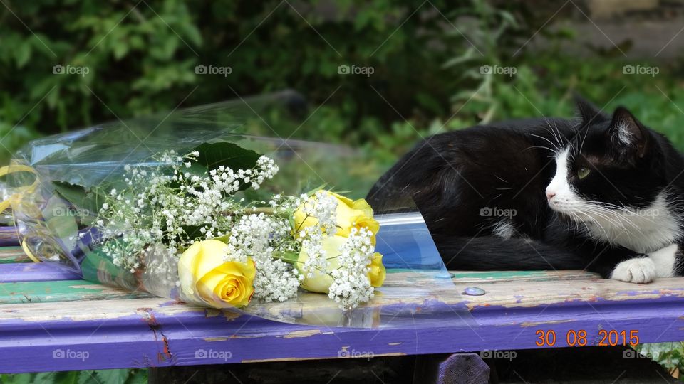 розы и кошка