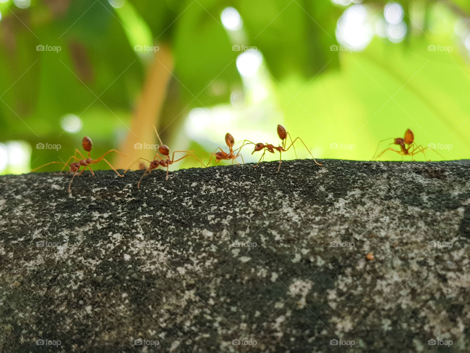 Ants parade in the morning time. This is teamwork of ants cycle life.