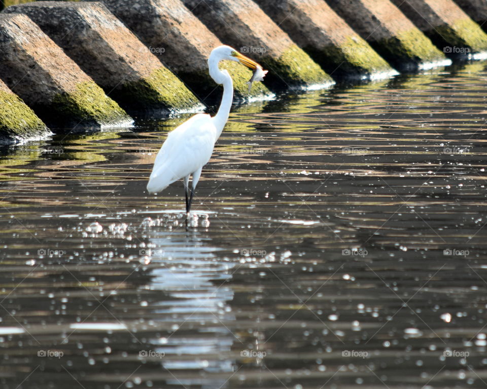 Egret with Fish