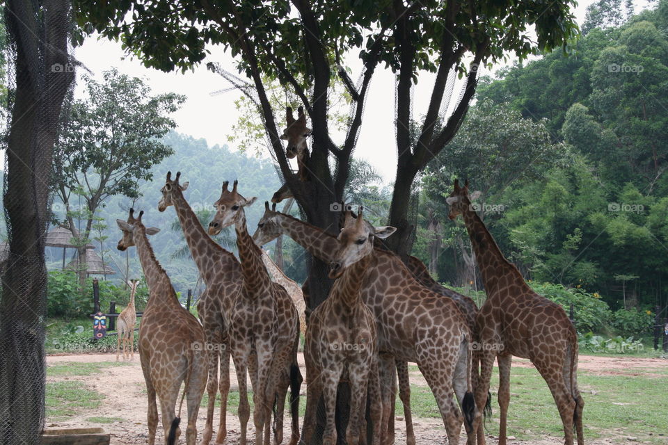 Giraffes in chime long, China 